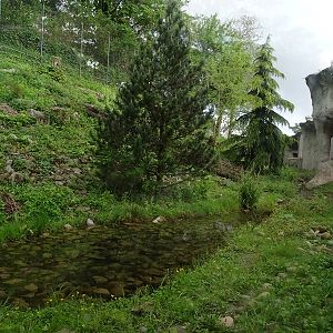 Snow leopard enclosure