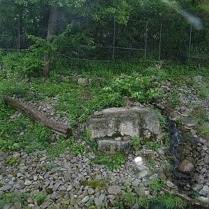 Snow leopard enclosure