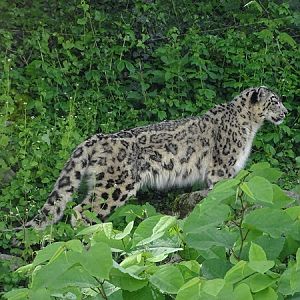 Snow leopard (Panthera uncia)