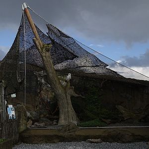 Aviary for snowy owls