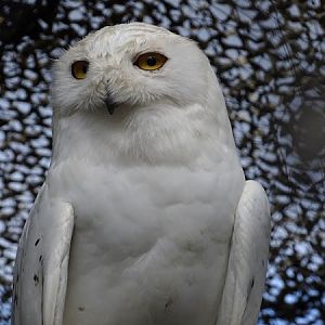Snowy owl (Bubo scandiacus)
