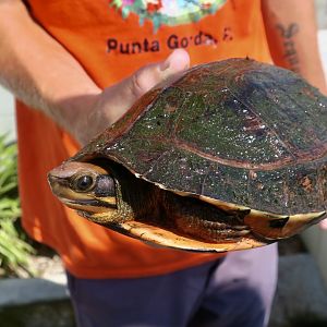 Central Vietnamese Three-Striped Box Turtle (Cuora cyclornata cyclornata)
