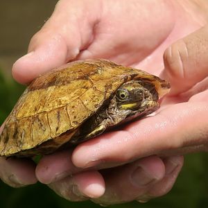 Indochinese Box Turtle (Cuora galbinifrons) juvenile