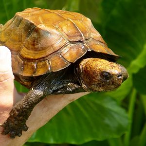 Southern Keeled Box Turtle (Cuora mouhotii obsti)