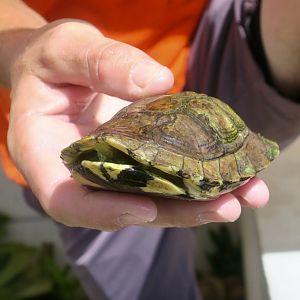 Pan's Box Turtle (Cuora pani)