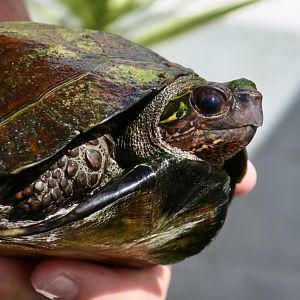 Serrated Box Turtle (Cuora 'serrata')