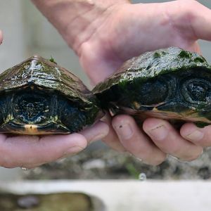 Red-Necked Pond Turtle (Mauremys nigricans)