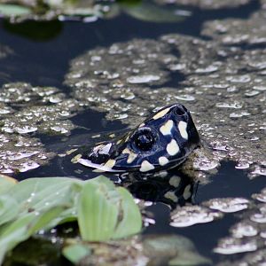 Spotted Pond Turtle (Geoclemys hamiltonii)
