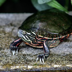 Midland Painted Turtle (Chrysemys picta marginata)
