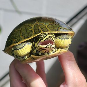 Florida Chicken Turtle (Deirochelys reticularia chrysea)