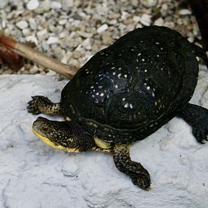 Blanding's Turtle (Emydoidea blandingii)