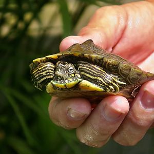 Cagle's Map Turtle (Graptemys caglei)