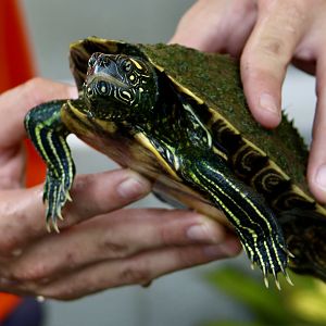Ouachita Map Turtle (Graptemys ouachitensis)