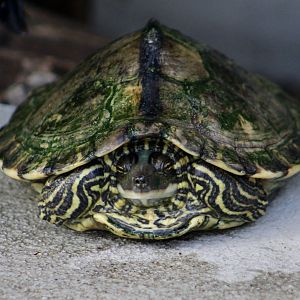 Pearl River Map Turtle (Graptemys pearlensis)