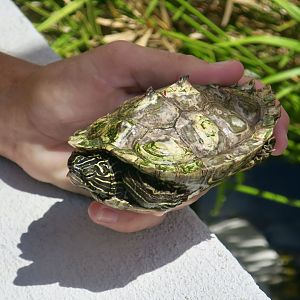 Southern Black-Knobbed Map Turtle (Graptemys nigrinoda delticola)