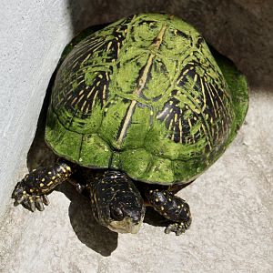 Florida Box Turtle (Terrapene carolina bauri)