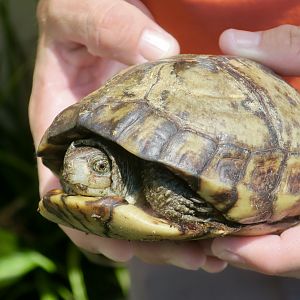 Coahuilan Box Turtle (Terrapene coahuila)