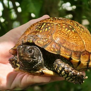 Gulf Coast Box Turtle (Terrapene carolina major)