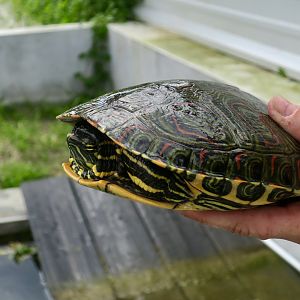 Belize Slider (Trachemys venusta venusta)