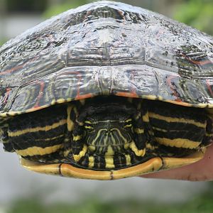 Belize Slider (Trachemys venusta venusta)