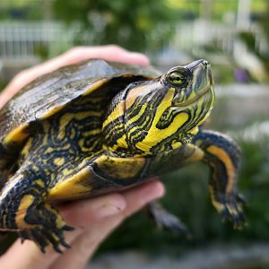 D'Orbigny's Slider (Trachemys dorbigni)