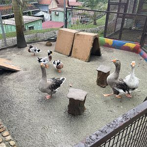 Goose & Duck Exhibit