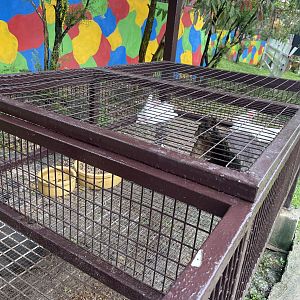 Rabbit Exhibit