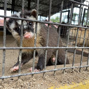 Javan Ferret-badger / Melogale orientalis (Unsigned)