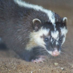 Javan Ferret-badger / Melogale orientalis (Unsigned)