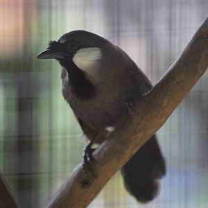 Black-throated Laughingthrush / Pterorhinus chinensis (Unsigned)