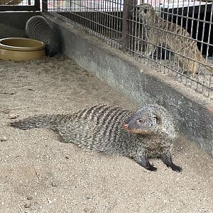 Banded Mongoose / Mungos mungo (Unsigned)