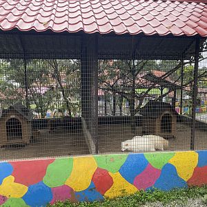 Common Raccoon / Raccoon Dog Exhibit