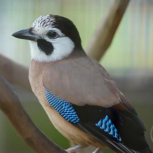 Eurasian Jay / Garrulus glandarius (Unsigned)
