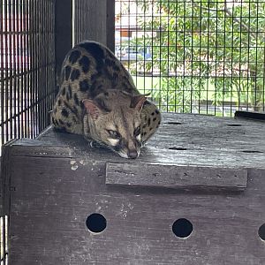 Cape Genet / Genetta tigrina (Unsigned)