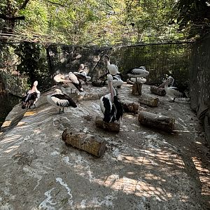 Pelican Holding Aviary