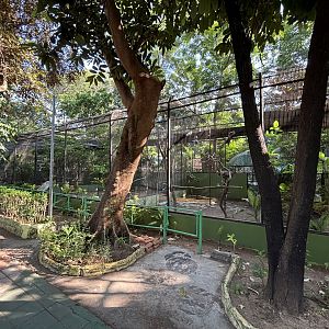 Assorted Aviaries (4 species)