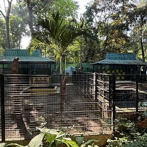 Lowland Anoa Exhibits - there’s 4