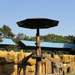 Giraffe + Sitatunga Exhibit
