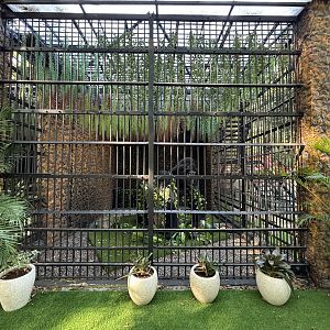 Empty Exhibit - gorilla statue