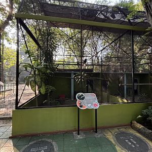 Wreathed Hornbill Aviary #1