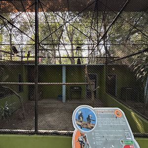 Oriental Pied Hornbill Aviary #1