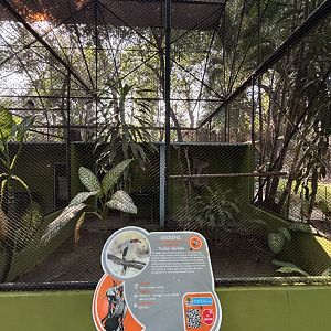 Von Der Decken’s Hornbill Aviary