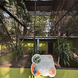 Wreathed Hornbill Aviary #2