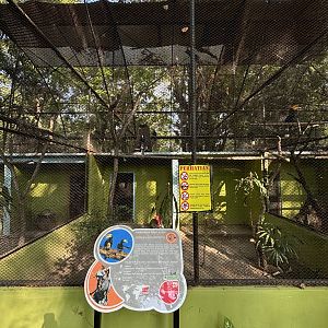 Oriental Pied Hornbill Aviary #2