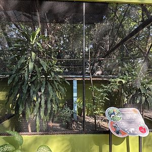 Rhinoceros Hornbill Aviary