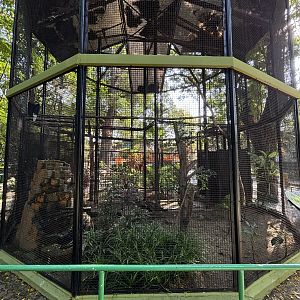 Knobbed Hornbill Aviary