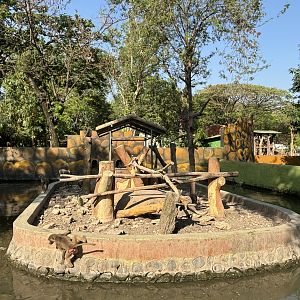 Hamadryas Baboon Exhibit
