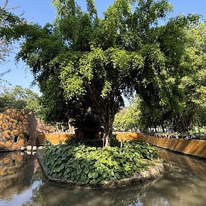 Sulawesi Crested Macaque Exhibit