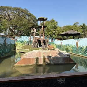 Bornean Orangutan Exhibit #3