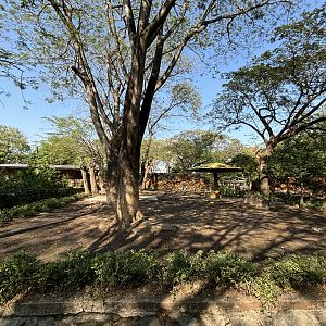 Ankole Cattle Exhibit